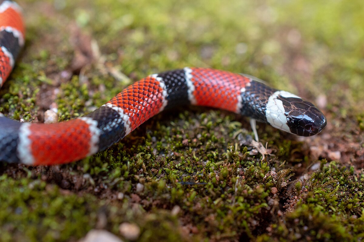 Micrurus_corallinus_2067116361.jpg