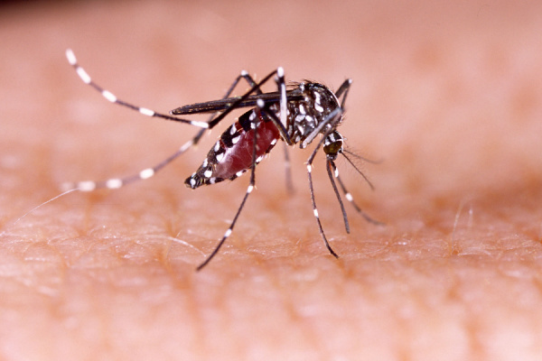 chikungunya-.jpg