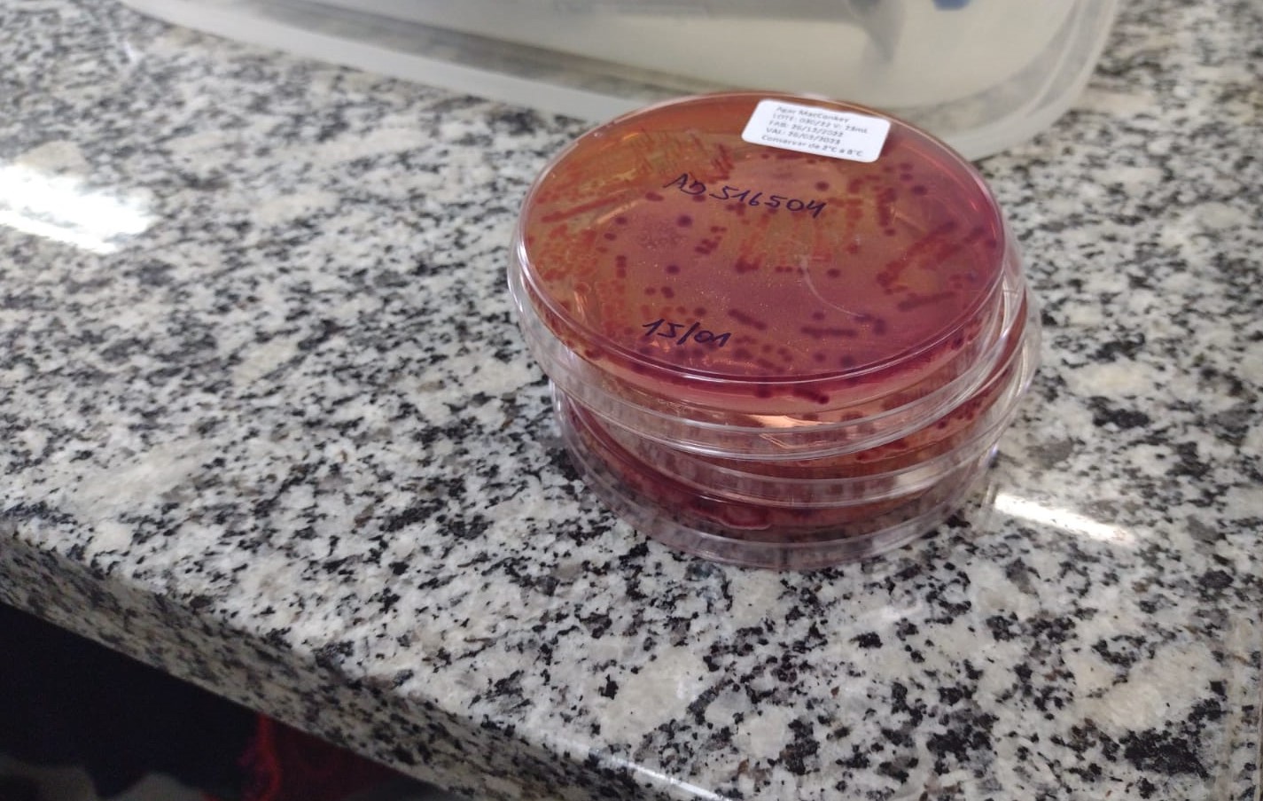 Três placas de Petri empilhadas com meio de cultura vermelho, contendo colônias bacterianas roxas. Estão sobre bancada de granito cinza. A placa superior tem anotações manuais em caneta e um rótulo branco com informações técnicas.