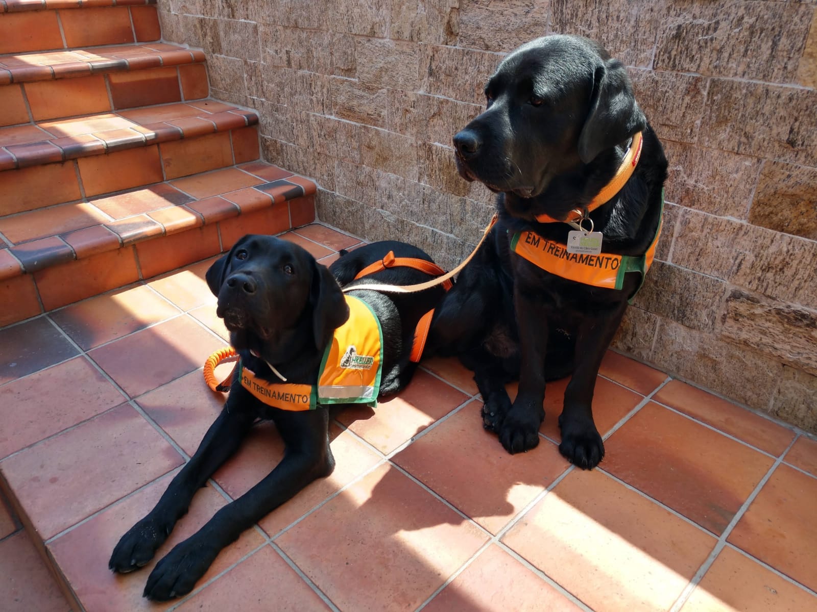 Dois cães da raça Labrador Retriever, de pelagem preta, estão sentados e deitados sobre um piso de cerâmica próximo a uma escada e uma parede de pedra. Ambos vestem coletes laranja com detalhes verdes que indicam que estão "EM TREINAMENTO", possivelmente como cães-guia ou cães de apoio. Eles estão atentos e tranquilos, com guias laranja presas aos seus coletes. A cena está bem iluminada pela luz natural.