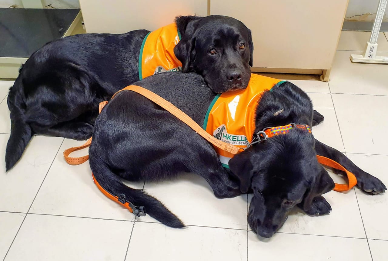 Três cães da raça Labrador de pelagem preta deitados no chão, usando coletes laranja com logotipo da escola de cães-guia IKELLES; um dos cães repousa a cabeça sobre o corpo de outro, transmitindo calma e afeto.