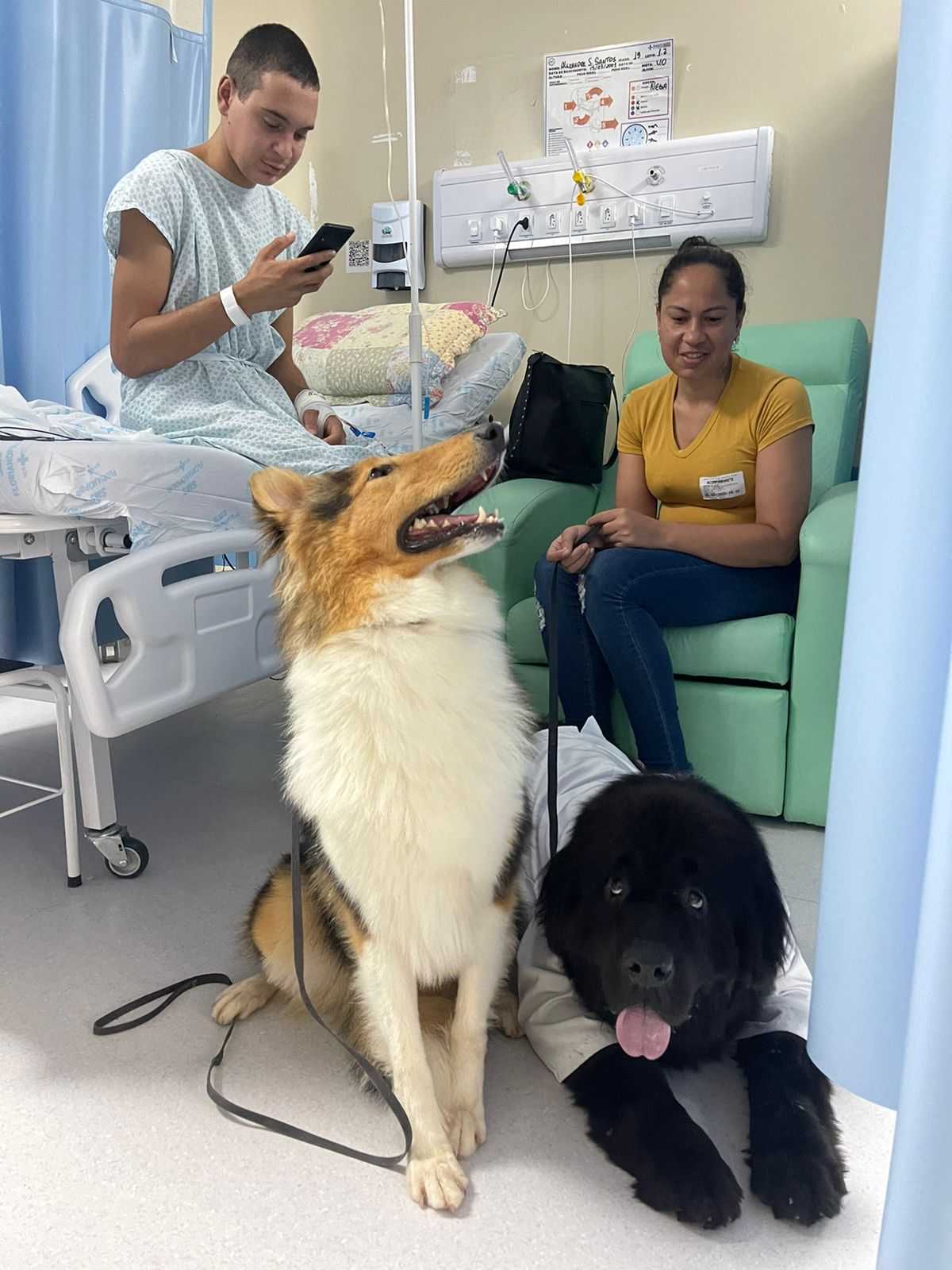Dois cães terapeutas visitam um paciente internado em um quarto hospitalar. O paciente, sentado na cama com roupas hospitalares, sorri enquanto olha o celular. Ao lado, uma mulher sentada em uma poltrona observa os cães com carinho. Um dos cães é da raça Collie, sentado e atento, e o outro é da raça Terra Nova, deitado e vestido com um jaleco branco, transmitindo calma e afeto.