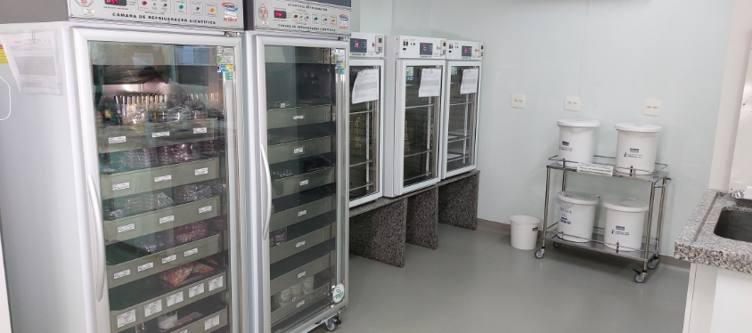 Sala de laboratório com cinco câmaras de refrigeração científica com portas de vidro, contendo materiais laboratoriais organizados em prateleiras internas. À direita, há uma bancada com pia e uma estante de inox com baldes brancos rotulados para descarte de material biológico. O ambiente é limpo, bem iluminado e adequado para armazenamento de amostras e materiais sensíveis à temperatura.