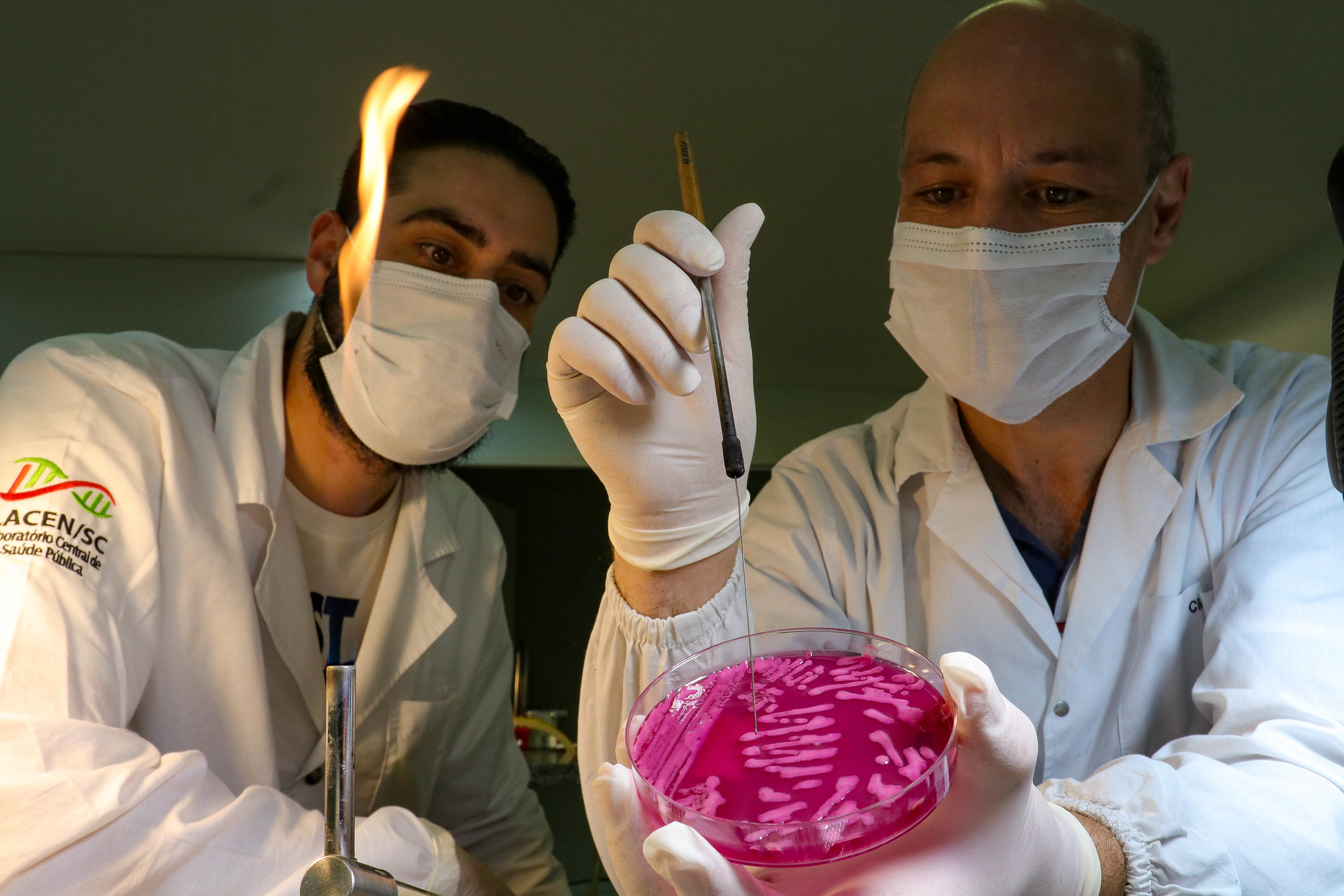 Dois profissionais do Laboratório Central de Saúde Pública de Santa Catarina (LACEN/SC) realizam procedimento laboratorial com placa de Petri contendo meio de cultura rosa. Ambos usam jaleco branco, máscara e luvas, e um deles segura uma alça de platina próxima a uma chama esterilizadora.