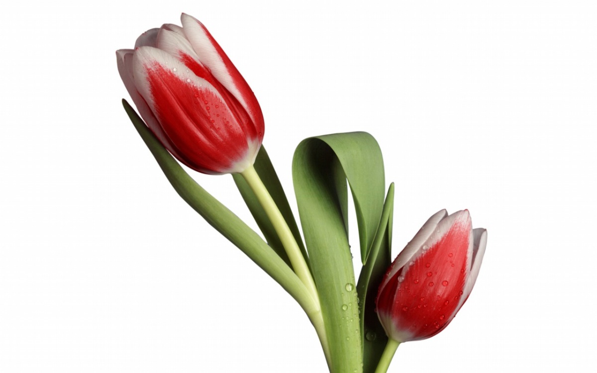 foto de uma tulipa vermelha