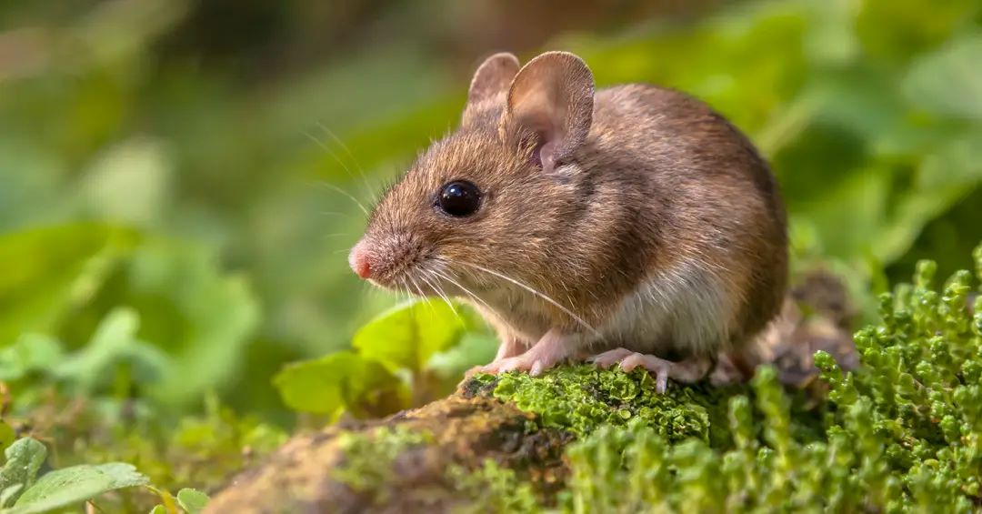 saude-esquilo-20141017-001_hantavirus.jpg