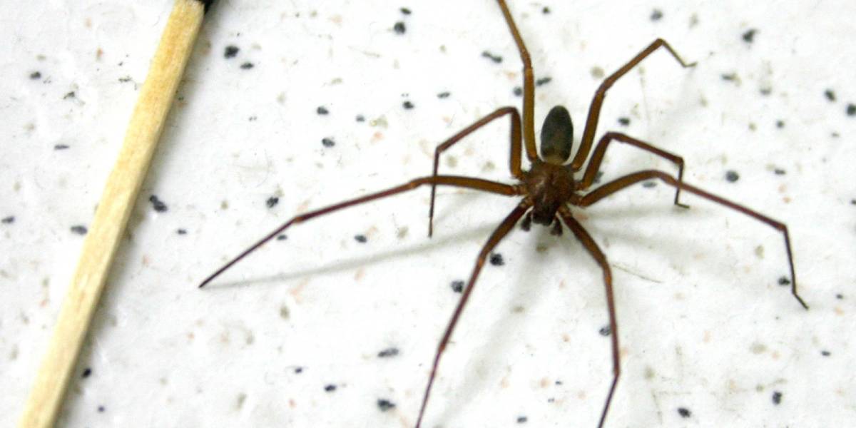 Saúde Estadual alerta sobre cuidados com picadas de aranha-marrom