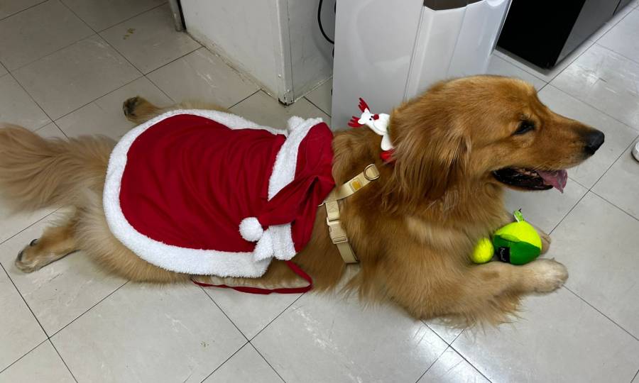 Cão terapeuta ajuda na recuperação de pacientes no Hospital Regional Hans Dieter Schmidt, em Joinville
