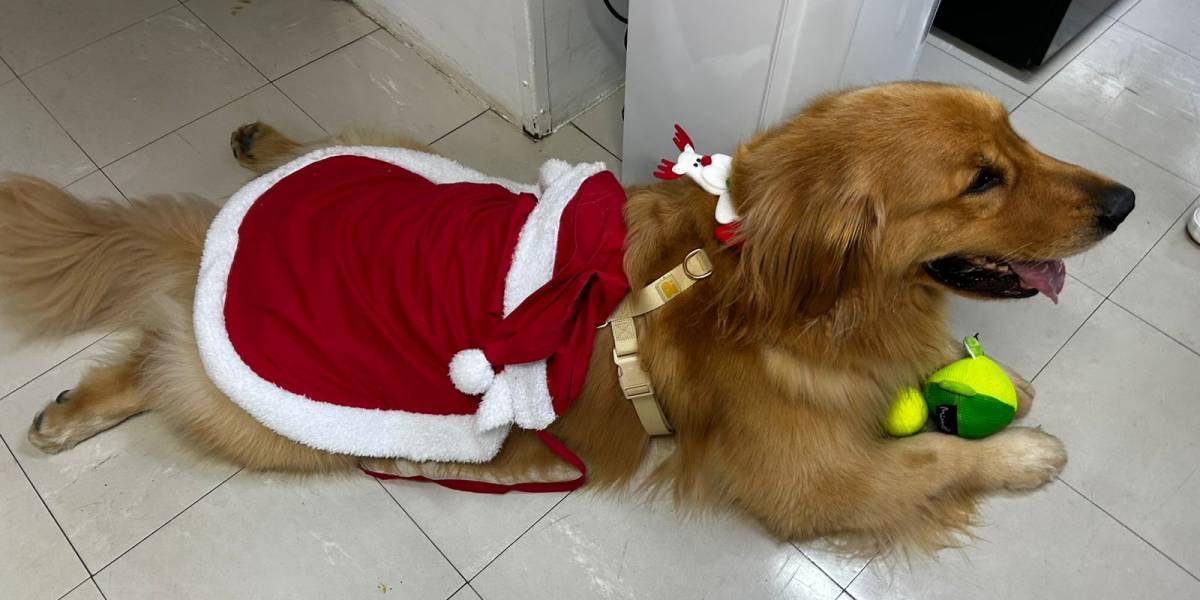 Cão terapeuta ajuda na recuperação de pacientes no Hospital Regional Hans Dieter Schmidt, em Joinville