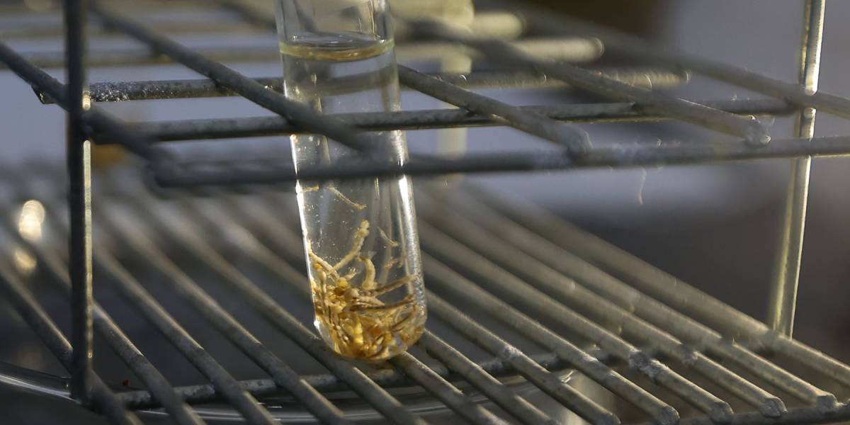 Dengue SC: Aumento do número de casos de dengue e chikungunya em Santa Catarina acende alerta