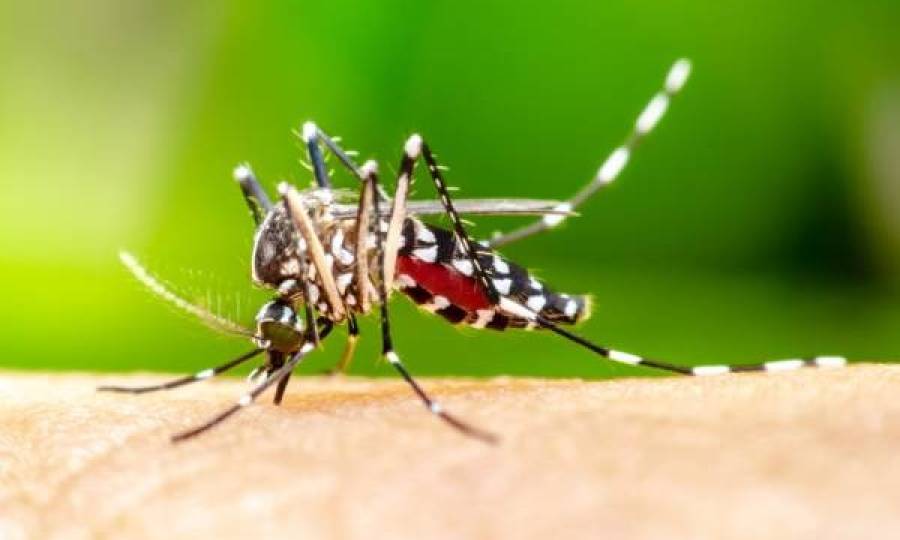 Dengue SC: Saúde registra mais de 5 mil focos do mosquito Aedes aegypti 