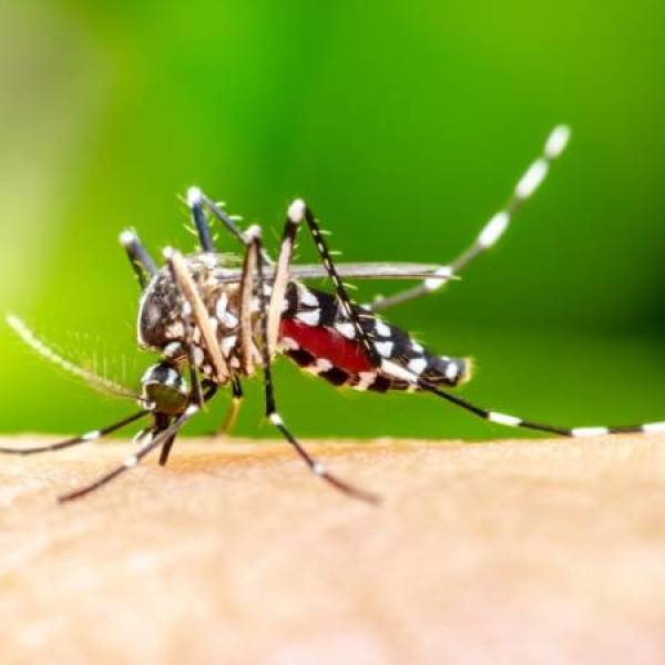 Dengue SC: Saúde registra mais de 5 mil focos do mosquito Aedes aegypti 