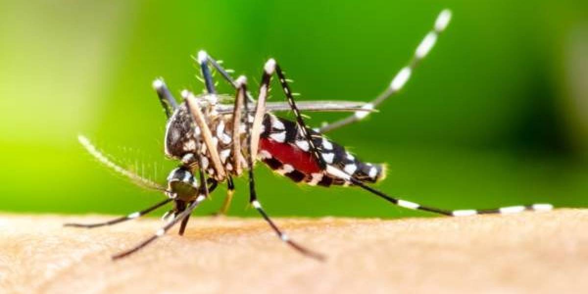 Dengue SC: Saúde registra mais de 5 mil focos do mosquito Aedes aegypti 