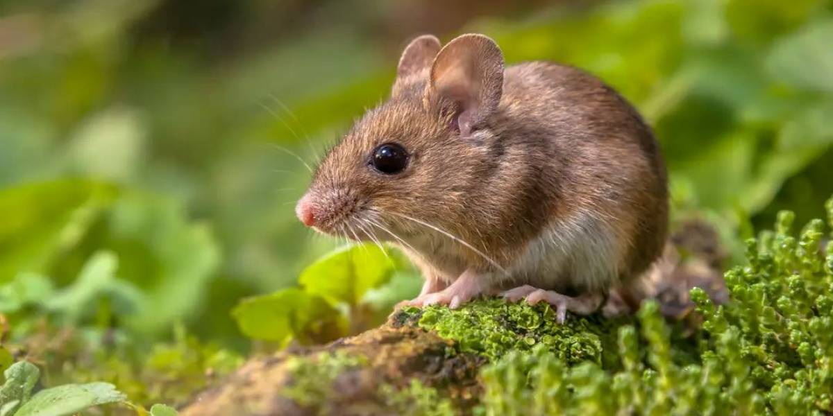 Com vigilância ativa, Santa Catarina registra um único caso de hantavírus em 2026